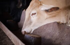 Ciencia y soberanía alimentaria: Bloques multrinutricionales para bovinos