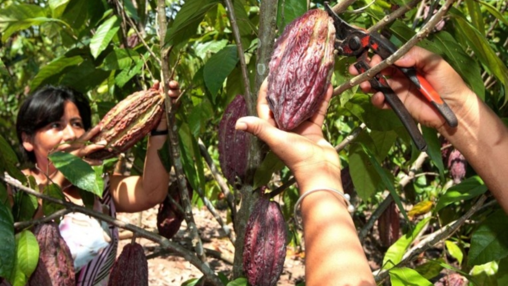 cacao2