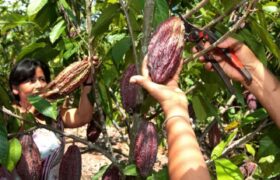 Venezuela aplica proceso de polinización para fortalecer producción de cacao