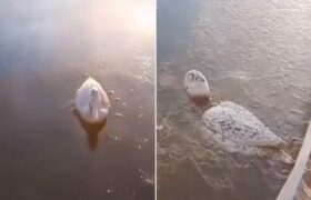 Animales se congelan en el agua por el frío extremo en Argentina (+Video)