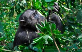 Estudian capacidad de los chimpancés de emplear plantas medicinales para curar heridas y enfermedades