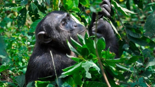 chimpancesautomedicacionplantas_45423559_20240624143237