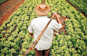 Día Mundial de la Agricultura: Celebrando a quienes alimentan al mundo