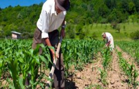Presidente Maduro reafirma compromiso con campesinos del país en impulso a la producción