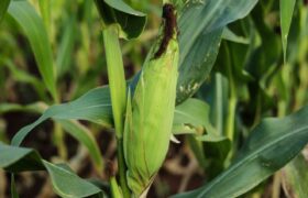 Mincyt acompaña recuperación y preservación del maíz Cariaco Criollo en Falcón
