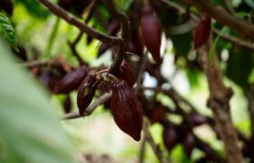 Venezuela celebra el día internacional del chocolate fortaleciendo la investigación y producción cacaotera