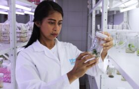 Fundación IDEA: Evaluarán bioinsumos en el manejo del cultivo de cítricos