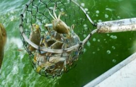 Inicia temporada de estudio y pesca del cangrejo azul en el Zulia