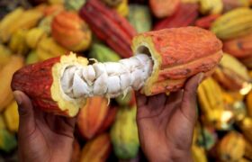 El Centro Nacional de Investigación, Desarrollo e Innovación del Cacao será una realidad