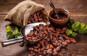 Productores de Ocumare de la Costa elevan propuestas para producción de cacao