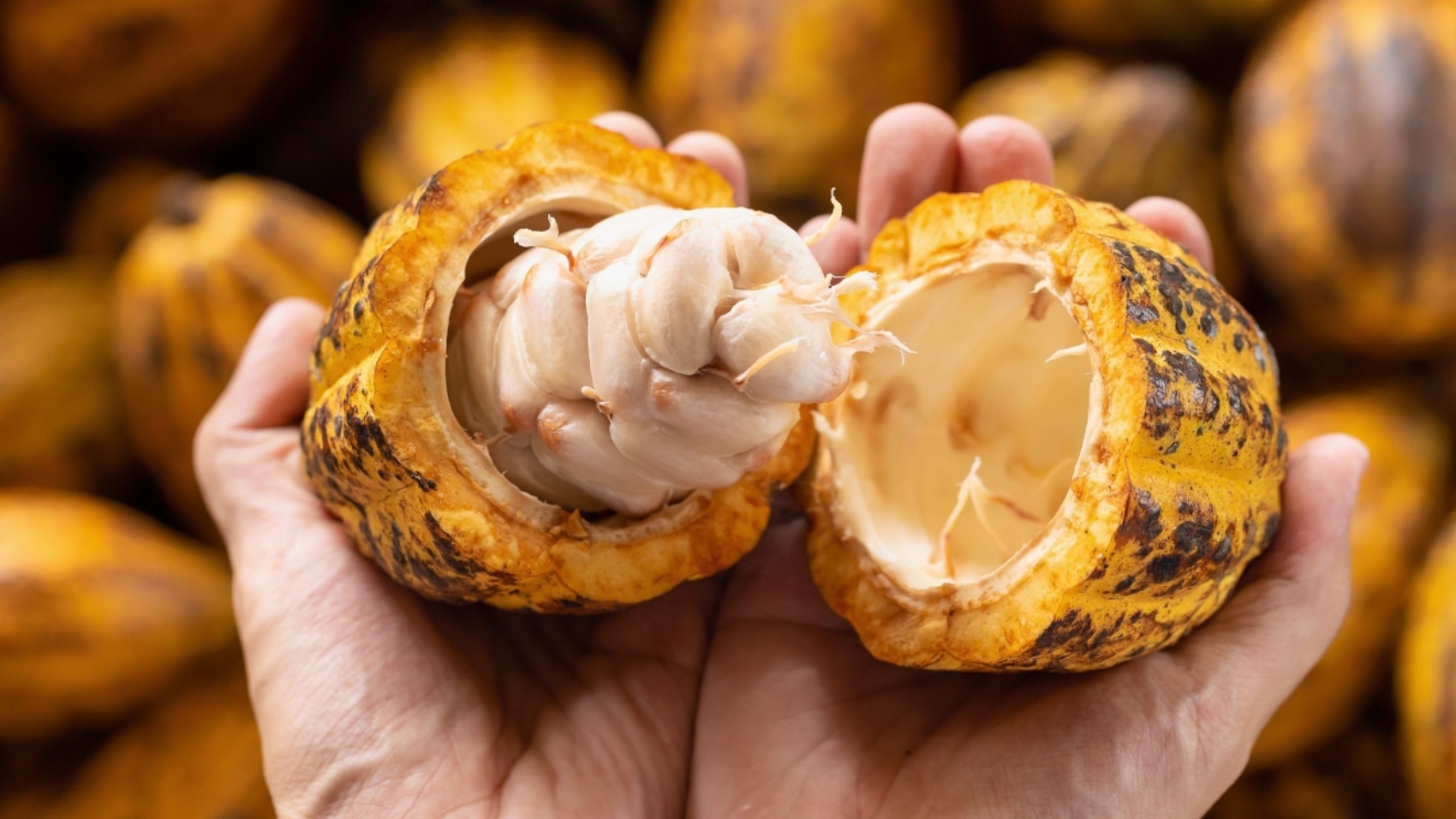 cacao4-scaled-1