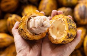 Jornada de Formación: «Buenas prácticas agrícolas del cultivo de cacao» en Barinas