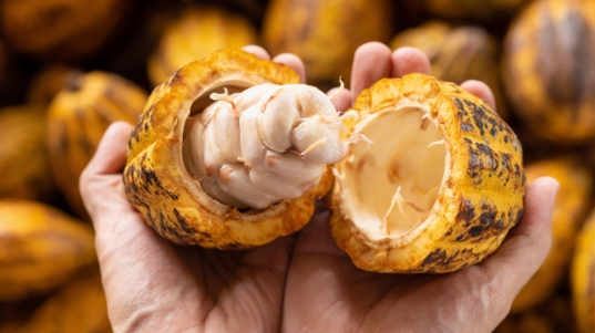 cacao4-scaled-1