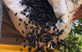 Plan de Siembra de Leguminosas garantiza soberanía agroalimentaria en Guárico