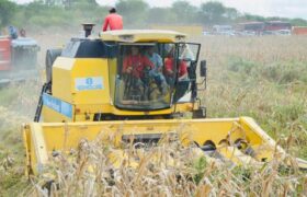 Guárico se posiciona como mayor productor de cereales en todo el país