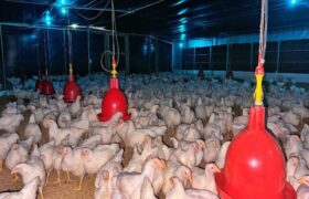 Guárico se posiciona como segundo productor avícola del país