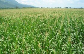 Productores del Consejo Comunal Bandera Blanca cosechan 30 hectáreas de maíz