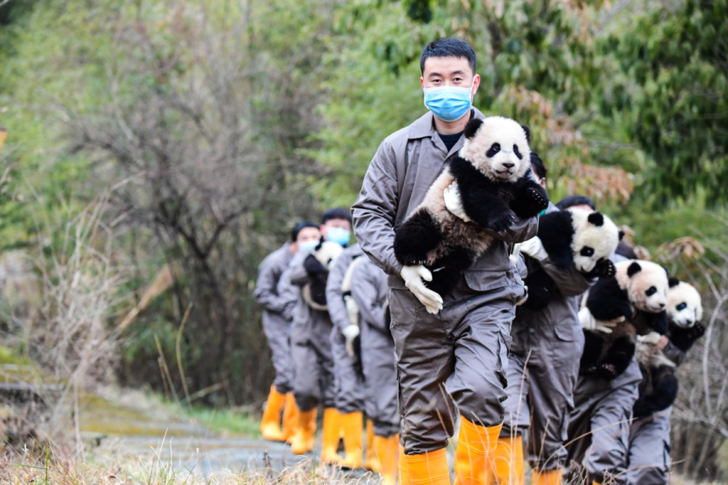 pandas-china