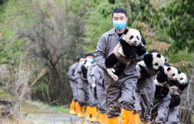 Socialismo con características pandas