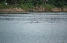 Toninas varadas en laguna de Guárico serán rescatadas y devueltas a su hábitat