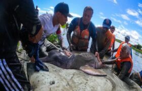 Toninas varadas en Puerto El Indio son evaluadas y trasladadas a su hábitat natural