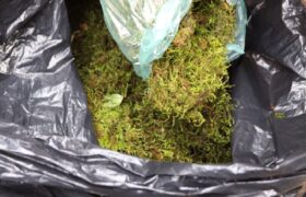 Gobierno nacional apuesta por preservación del musgo ante temporada decembrinas