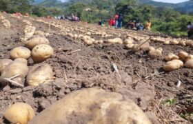 Mérida será sede de la XIII Edición del Ecofestival de la Papa Nativa