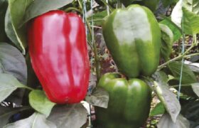 Científicos venezolanos buscan soluciones sostenibles para el cultivo del pimentón