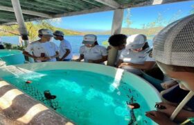 Estudiantes de Sucre participan en jornada de liberación de caballitos de mar