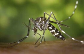 Científicos venezolanos desarrollan proyecto para la cura de la Leishmaniasis
