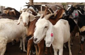 Expoferia Nacional Bufalina-Caprina-Ovina 2025 llegará a Caracas