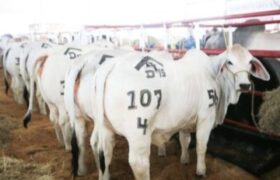 Productores ganaderos impulsan el crecimiento económico del país
