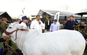 Venezuela es el tercer país exportador en genética ganadera en América Latina