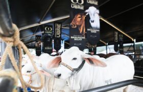 Presidente Maduro inaugura la XLVIII Feria Nacional del Cebú y sus cruces