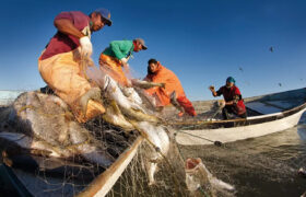 Presidente Maduro celebra el día del pescador y acuicultor artesanal