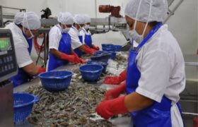 Venezuela ocupa el décimo lugar mundial como país exportador de camarón