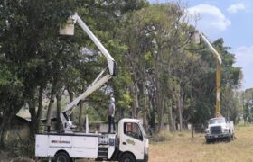 Ejecutan labores preventivas en líneas de media y baja tensión de Carabobo