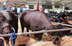 Vicepresidenta Rodríguez inaugura Expoferia Nacional Bufalina, Caprina y Ovina 2025