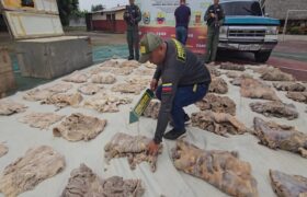 Decomisan más de 990 kilos de productos cárnicos de fauna silvestre en Barinas