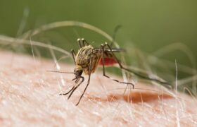 OPS urge a las Américas a intensificar la lucha contra la malaria
