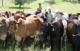 Ganaderos tachirenses plantean alianza con Catar para exportar lácteos y carne