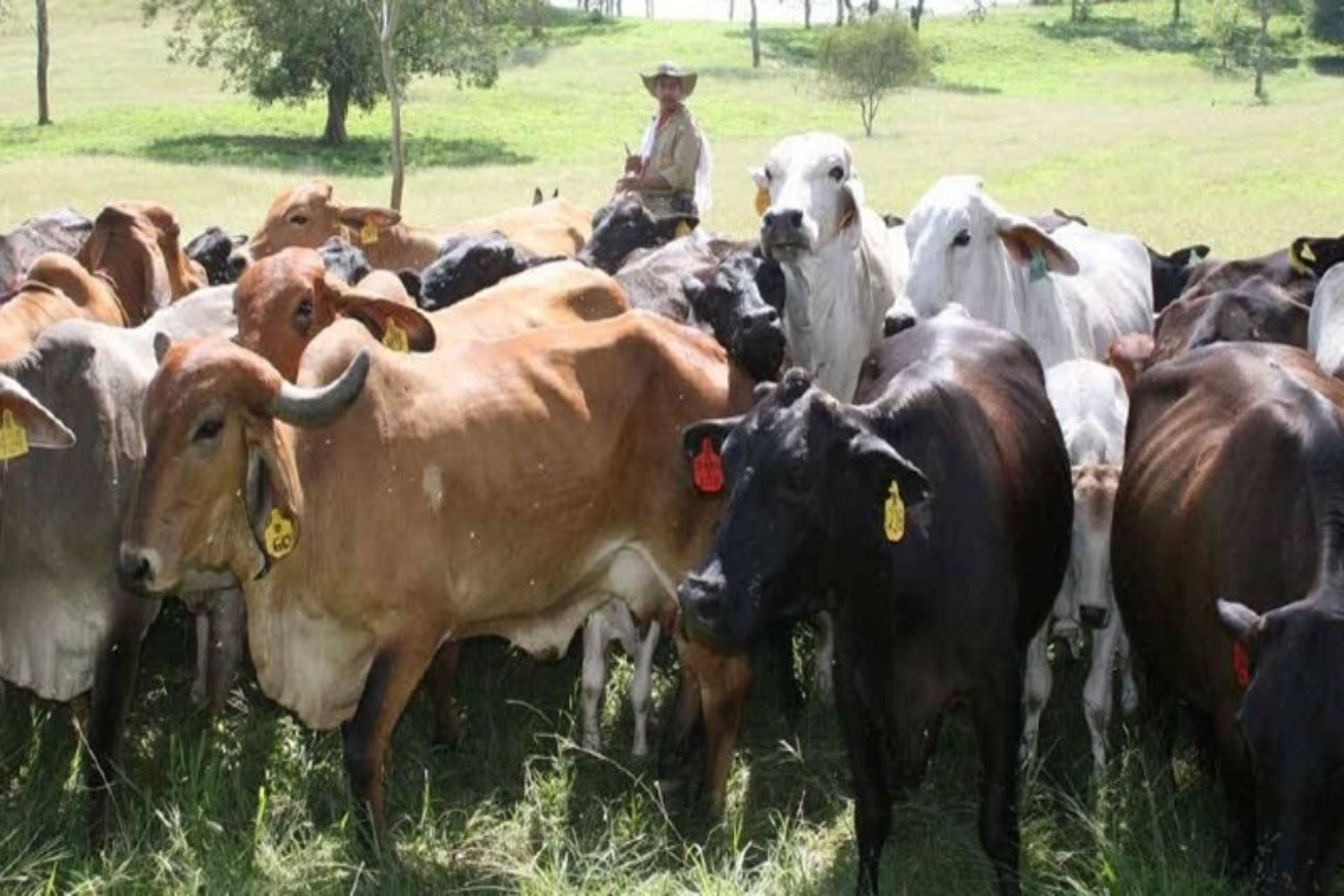 ganaderia-tachira