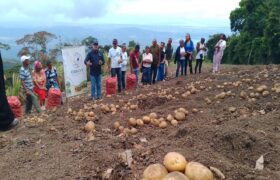 Mincyt impulsa actividades formativas para crecimiento del cultivo de papa en Falcón