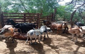 Fundacite Falcón ofrece capacitación a productores de caprinos