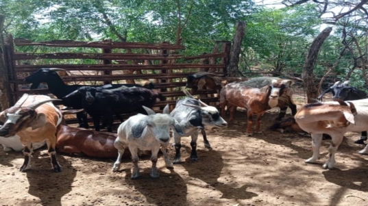 PRODUCTORES CAPRINOS