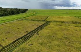 Apure expande su producción de arroz en Hato El Cedral