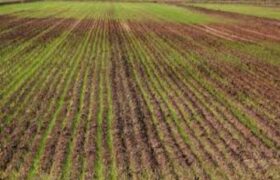 Venezuela tiene más de tres millones de hectáreas con vocación agrícola