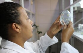 En la Fundación IDEA desarrollan sistema de propagación de plantas hermafroditas de lechosa