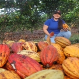 CACAO-1