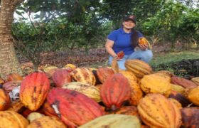 Cifra récord: Café y cacao de especialidad impulsan la expansión del sector agrícola en Asia